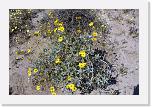 Anza Borrego (5) * Bezeichnendersweise ist dies eine Desert Sunflower. * 2896 x 1936 * (2.81MB)